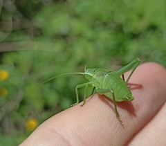 Isophya pyrenaea