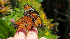 Danaus chrysippus
