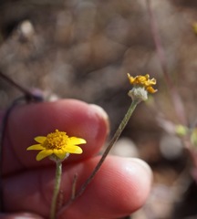 Pseudobahia heermannii