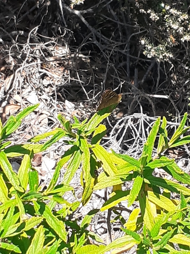 Canary Speckled Wood photo 3