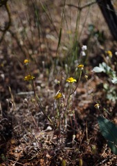 Pseudobahia heermannii