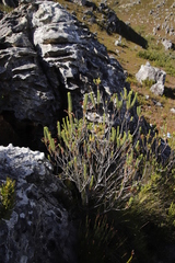 Erica thomae thomae