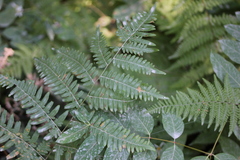 Pteridium aquilinum latiusculum