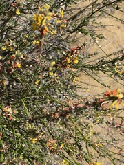 Acmispon glaber glaber