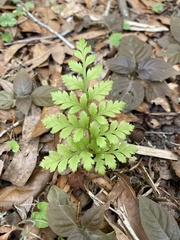 Rumohra adiantiformis