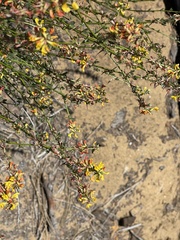 Acmispon glaber glaber