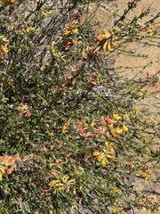 Acmispon glaber glaber