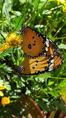 Danaus chrysippus