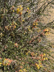 Acmispon glaber glaber