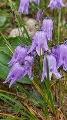Campanula excisa