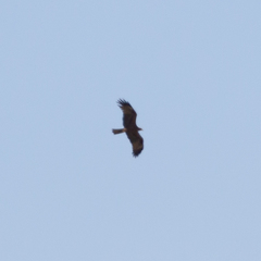 Milvus migrans migrans