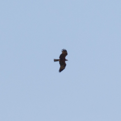Milvus migrans migrans