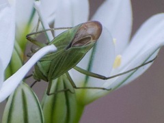 Allorhinocoris speciosus