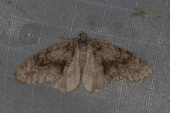 Cladara limitaria