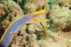 Ribbon Moray photo 3