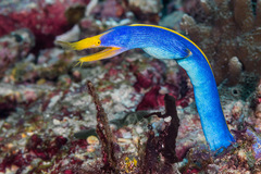 Ribbon Moray photo 4