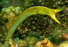 Ribbon Moray photo 5