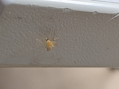 Phlebotominae