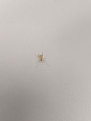 Phlebotominae