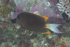 Ctenochaetus tominiensis