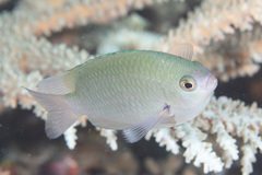 Pomacentrus callainus