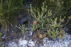 Erica thomae thomae