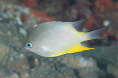 Amblyglyphidodon orbicularis