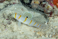 Amblyeleotris randalli