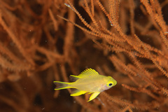 Amblyglyphidodon aureus