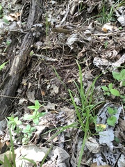 Carex laxiculmis copulata