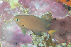 Pycnochromis atripes