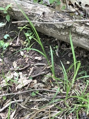 Carex debilis rudgei