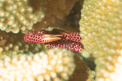 Trapezia rufopunctata