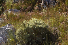Grubbia tomentosa