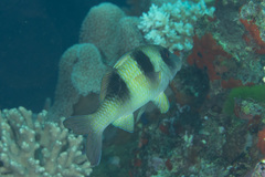 Parupeneus crassilabris