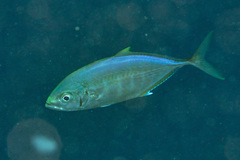 Craterognathus plagiotaenia