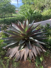 Alcantarea imperialis