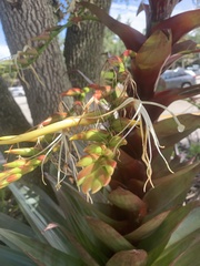 Alcantarea imperialis