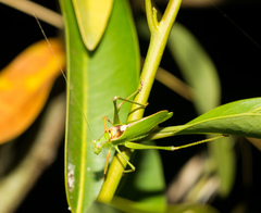 Platylyra californica