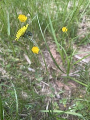 Pilosella lactucella