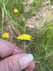 Pilosella lactucella