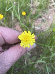 Pilosella lactucella