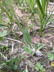 Pilosella lactucella