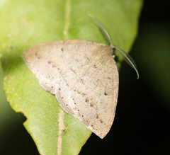 Drepanulatrix secundaria