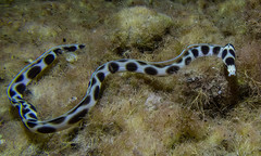 Tiger Snake-Eel photo 2