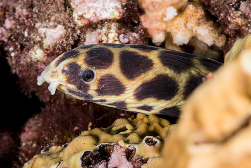 Tiger Snake Eel