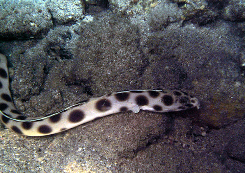 Tiger Snake Eel