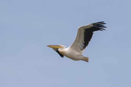 Pelícano común (Pelecanus onocrotalus)