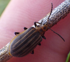 Neolochmaea dilatipennis