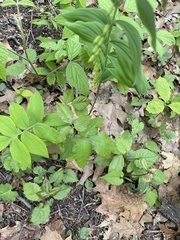 Polygonatum biflorum